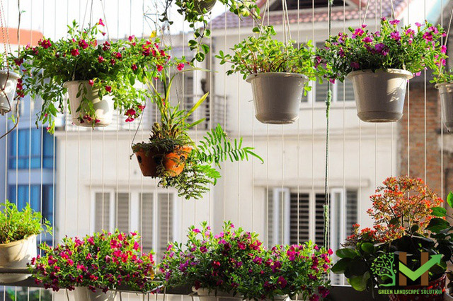 Ngoài công việc chị dành rất nhiều thời gian để chăm sóc, tỉa tót cho những chậu hoa nhà mình.