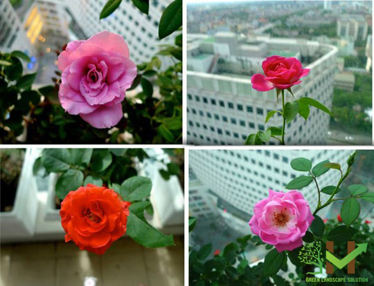 Với niềm đam mê cùng sự chăm sóc tỉ mỉ ban công nhà chị lúc nào cũng tràn ngập hương hoa.