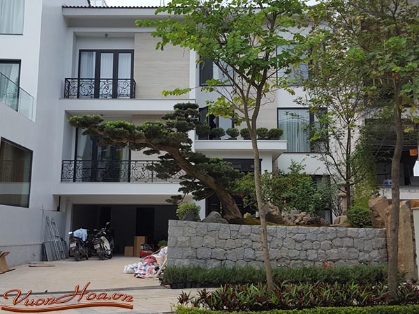 Biệt thự sân vườn 1