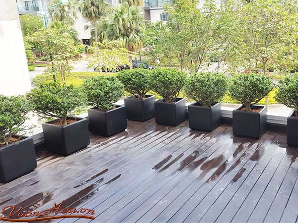 Biệt thự sân vườn 3