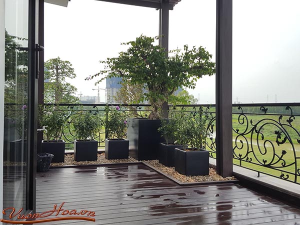 Biệt thự sân vườn 4