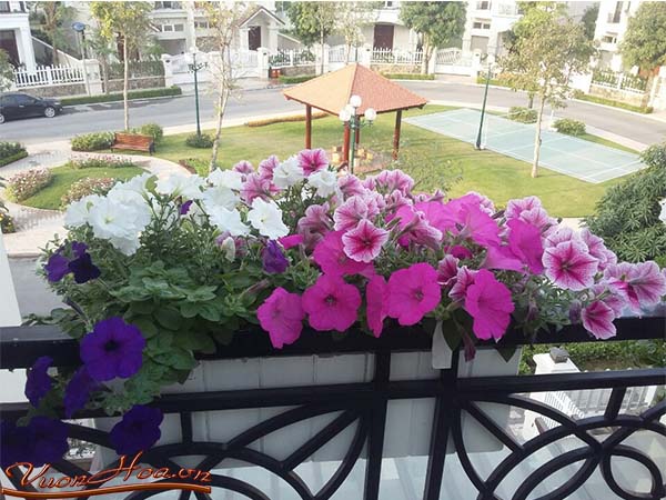 Các loài hoa đẹp trồng ban công chung cư 1
