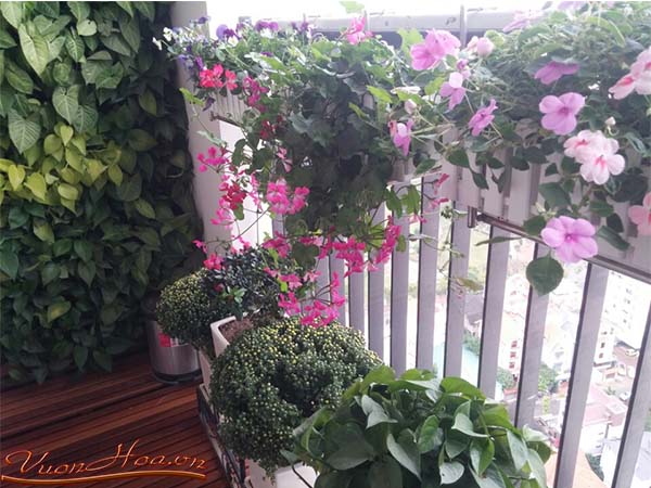 Các loài hoa đẹp trồng ban công chung cư 2
