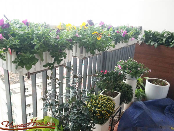 Các loài hoa đẹp trồng ban công chung cư 3
