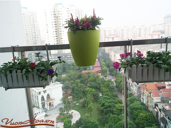 Các loài hoa đẹp trồng ban công chung cư