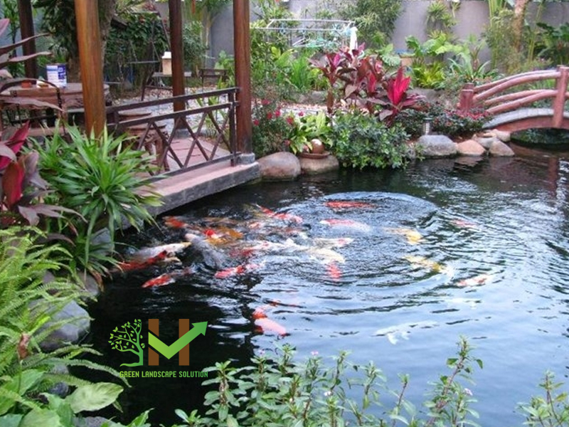 Hồ cái koi đẹp 1