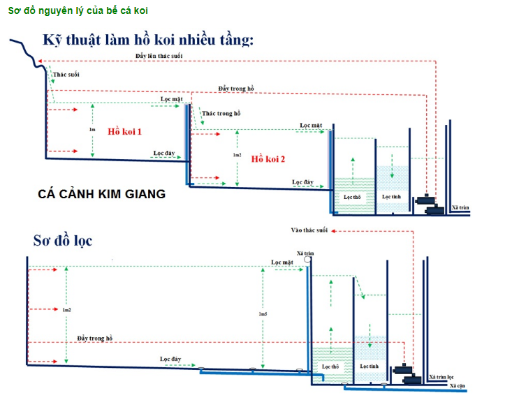 Hồ cái koi đẹp 3