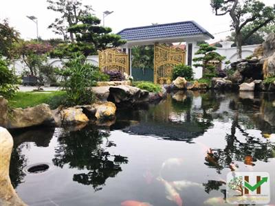 Thiết kế, thi công sân vườn hồ cá Koi Mr.Hoan - Sóc Sơn