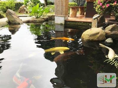 Công trình sân vườn hồ Koi Mr.Sơn Q56 - Ciputra