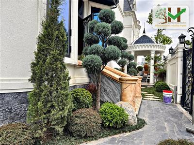 Thông bonsai vòng đỉnh sân vườn biệt thự - VUONHOA