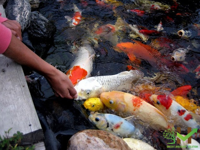 Lưu ý khi chăm sóc hồ cá coi mùa hè