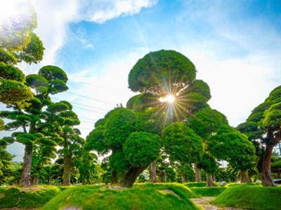 Tùng La Hán dáng trực, dáng bay tạo linh hồn cho sân vườn Nhật Bản
